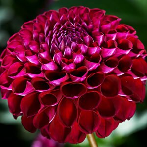Alternative view of Dahlia Ivanetti