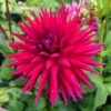 Dahlia Jayne Warton
