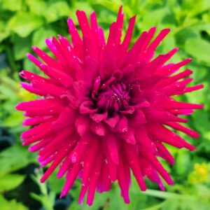 Alternative view of Dahlia Jayne Warton