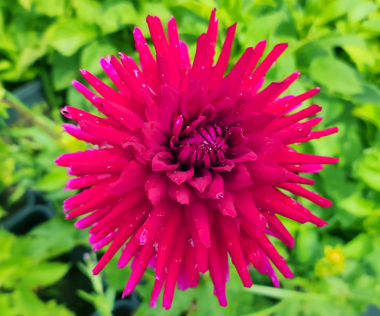 Dahlia Jayne Warton - Image 2