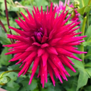 Dahlia Jayne Warton