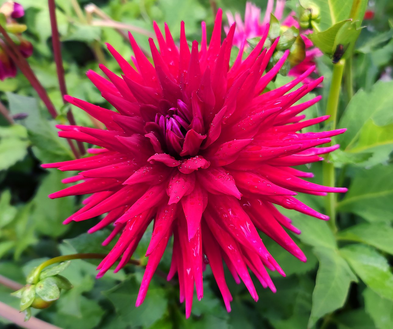 Dahlia Jayne Warton