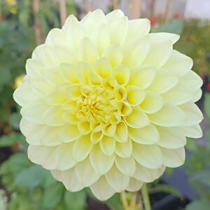 Dahlia Joal Linda