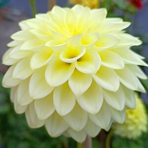 Alternative view of Dahlia Joal Linda