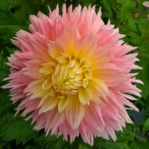 Dahlia Just Married