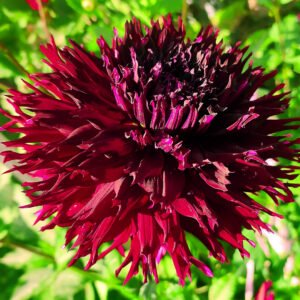 Dahlia Kenora Macop B