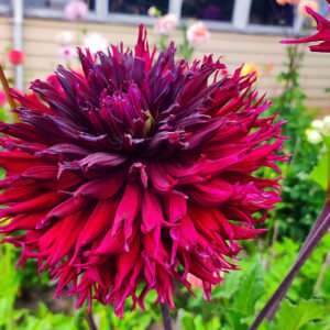 Alternative view of Dahlia Kenora Macop B