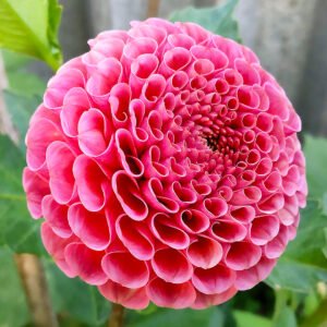Alternative view of Dahlia Koko Puff