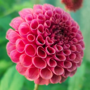 Dahlia Koko Puff