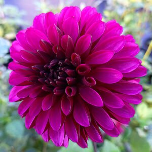 Dahlia Lilac Bull