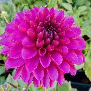 Alternative view of Dahlia Lilac Bull