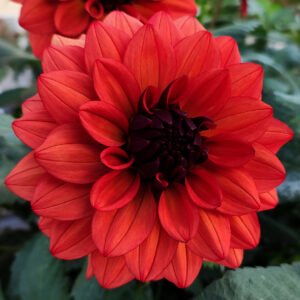 Dahlia Missis Miley