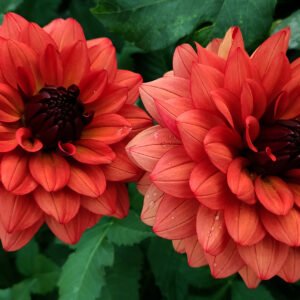 Alternative view of Dahlia Missis Miley