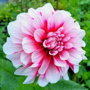 Dahlia Patches