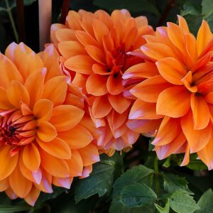 Alternative view of Dahlia Peaches and Vanilla