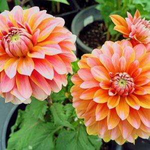 Dahlia Peaches and Vanilla