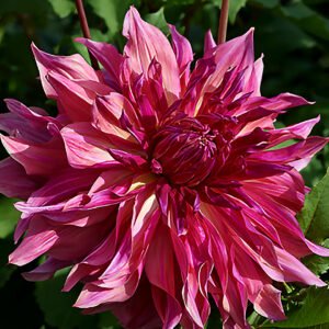 Dahlia Penhill Dark Monarch