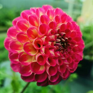 Dahlia Precocious