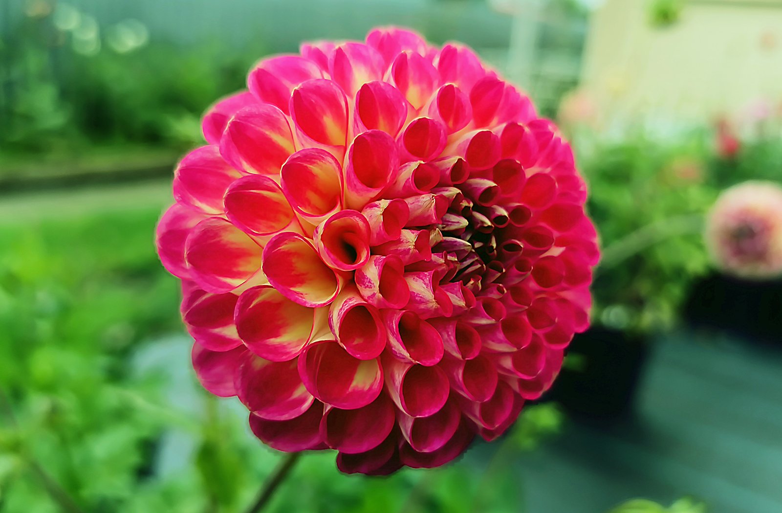 Dahlia Precocious
