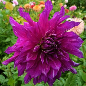 Dahlia Purple Taiheijo