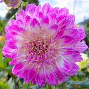 Dahlia Que Sera