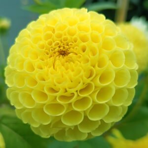 Dahlia Ryecroft Bella