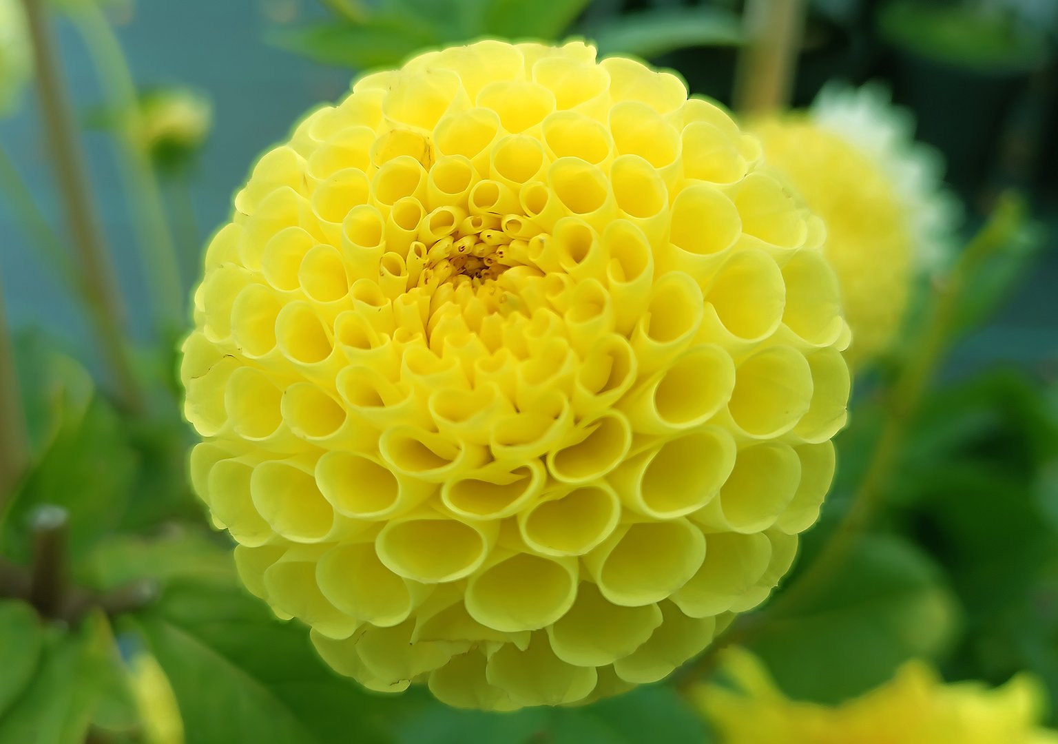Dahlia Ryecroft Bella