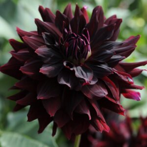 Dahlia Rip City