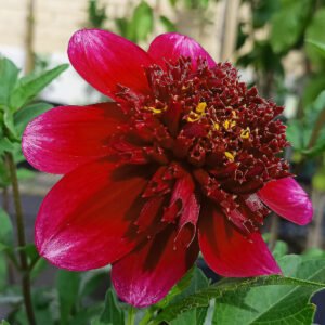 Alternative view of Dahlia Rock Star