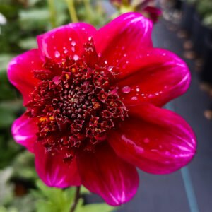 Dahlia Rock Star