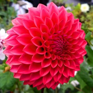 Dahlia Rural Eileen