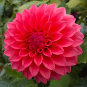 Alternative view of Dahlia Rural Eileen
