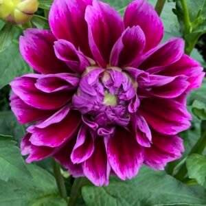 Dahlia Sellwood Glory
