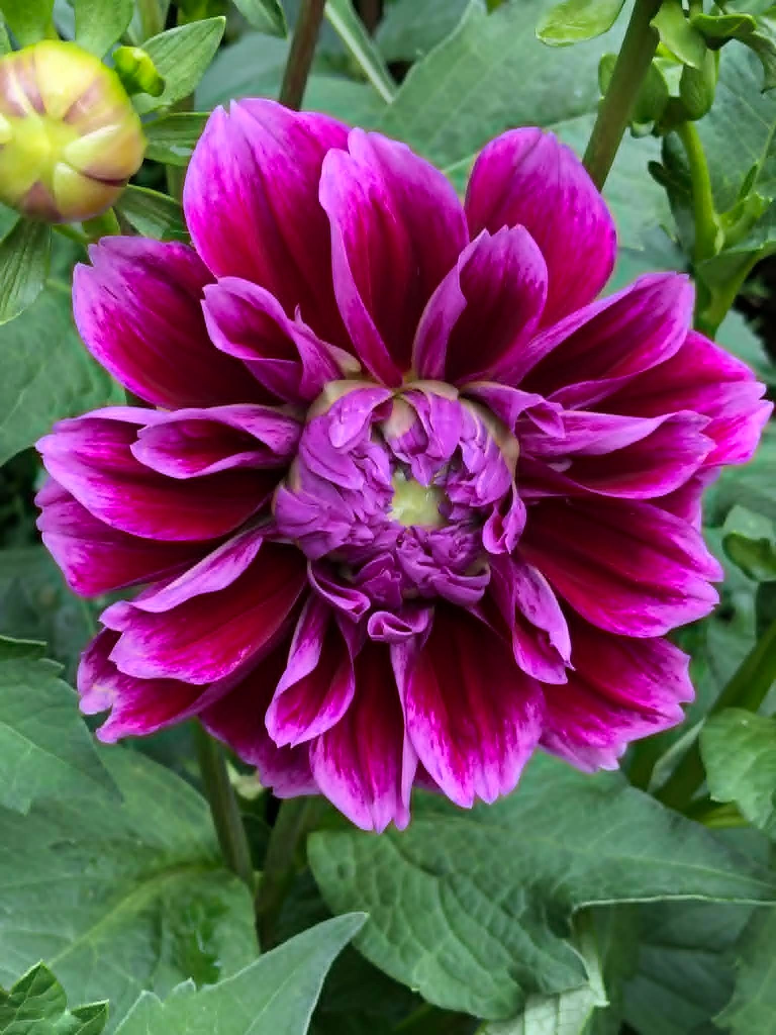 Dahlia Sellwood Glory