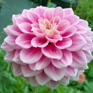 Dahlia Sweet Love