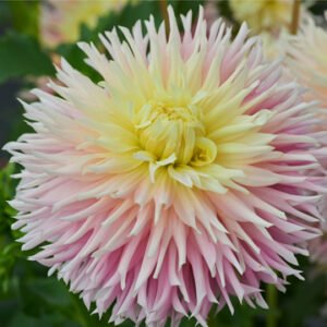 Alternative view of Dahlia Just Married