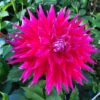 Dahlia AC Dark Horse