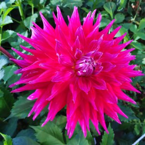 Dahlia AC Dark Horse