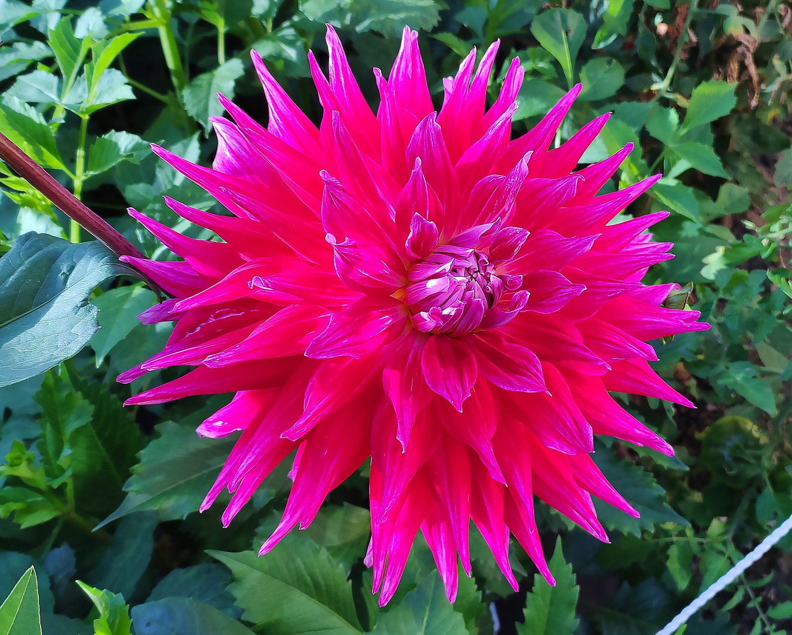 Dahlia AC Dark Horse