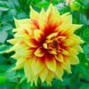 Dahlia Dazzling Sun