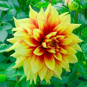 Dahlia Dazzling Sun