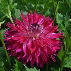 Dahlia Fantaste Du Cap