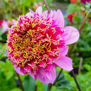 Dahlia Fenna Baaij