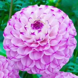 Dahlia Genova