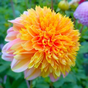 Dahlia Goldie Gull