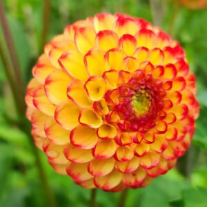 Dahlia Kasasagi