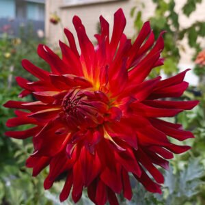 Dahlia Manhattan Island