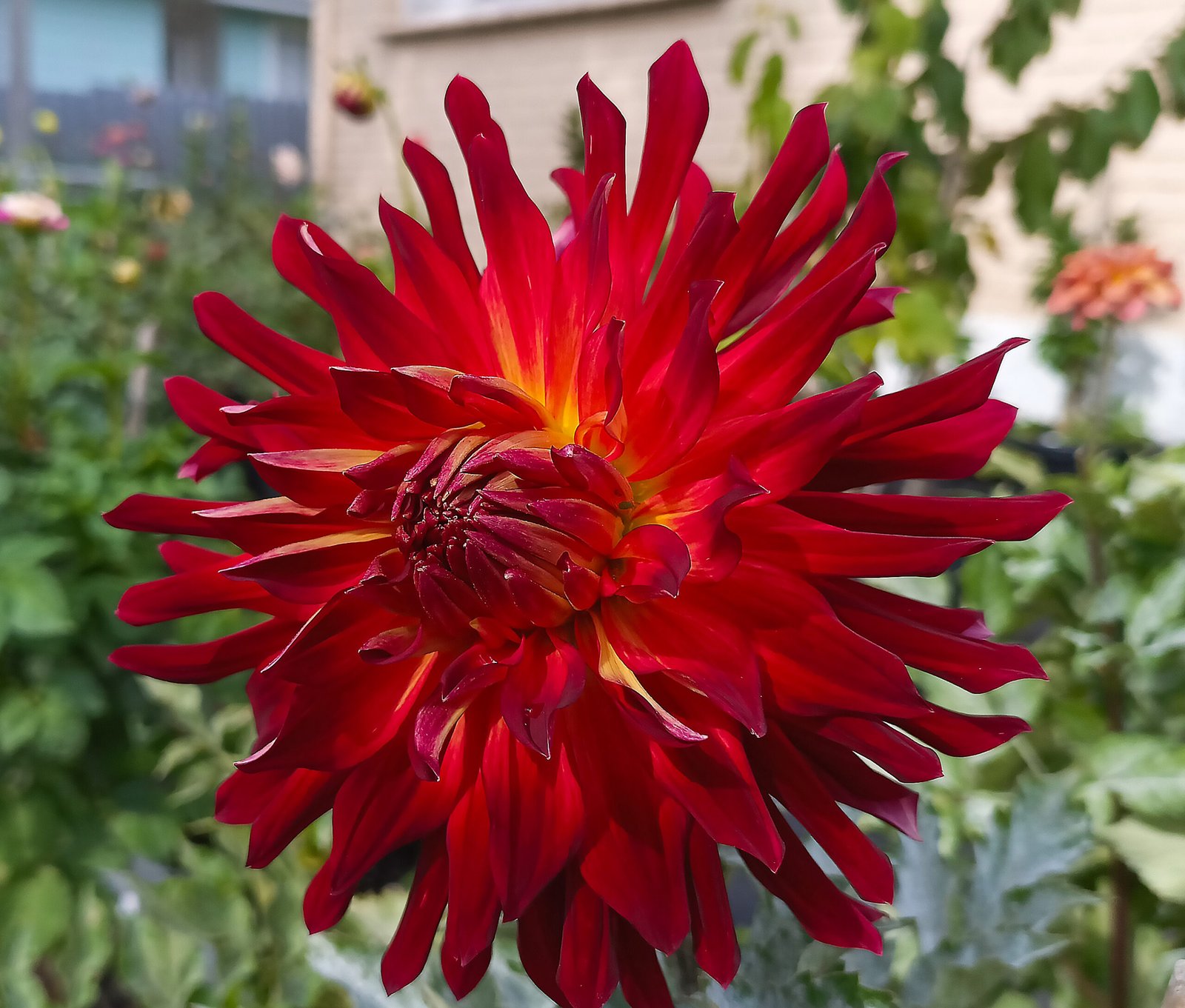 Dahlia Manhattan Island