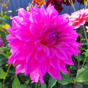 Dahlia Parkland Rave