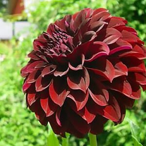 Dahlia Shadow Cat